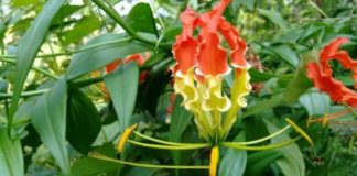 செங்காந்தள் மலர்….! நல்ல மருந்து நம்ம நாட்டு மருந்து…!