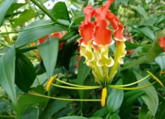 செங்காந்தள் மலர்….! நல்ல மருந்து நம்ம நாட்டு மருந்து…!