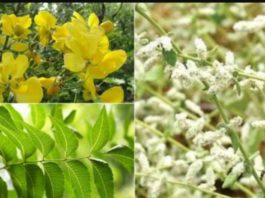 காப்புக் கட்டு … ஆதித் தமிழனின் மருத்துவ அறிவு..!