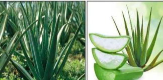 கற்றாழை…! நல்ல மருந்து நம்ம நாட்டு மருந்து….!