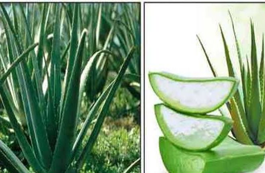 கற்றாழை…! நல்ல மருந்து நம்ம நாட்டு மருந்து….!