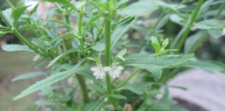 சர்க்கரை வேம்பு-இனிக்கும் வேப்பிலை