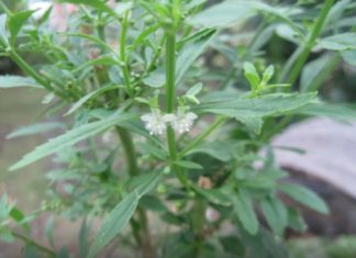 சர்க்கரை வேம்பு-இனிக்கும் வேப்பிலை