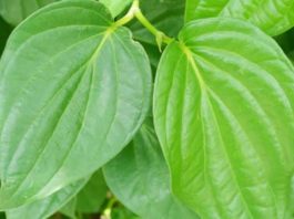 வெற்றிலை- இதற்கு ஈடில்லை