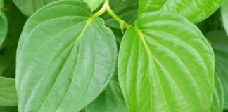 வெற்றிலை- இதற்கு ஈடில்லை