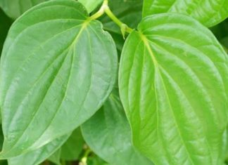 வெற்றிலை- இதற்கு ஈடில்லை