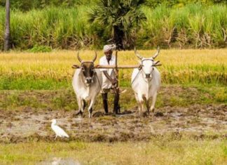 கொரொனாவும்- கிராமப்புறமும்