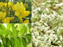 நமக்கு அருகில் நன்மை தரும் மூலிகை செடிகள்