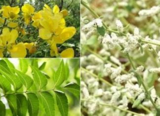 நமக்கு அருகில் நன்மை தரும் மூலிகை செடிகள்