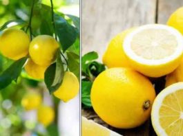 எலுமிச்சை பழமும்…இரவு நேரமும்