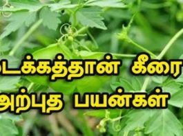 முடக்கத்தான் கீரை தரும் பயன்கள்