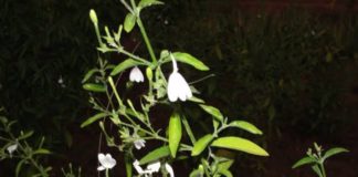 நாகமல்லி பூ தரும் நன்மைகள்