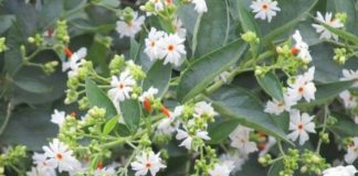 வைரஸை விரட்டும் பவளமல்லி