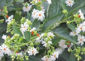 வைரஸை விரட்டும் பவளமல்லி