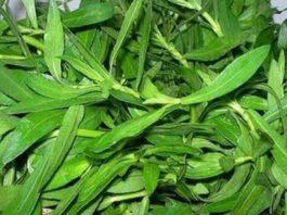 நோய் தீர்க்கும் பொன்னாங்கண்ணி கீரை