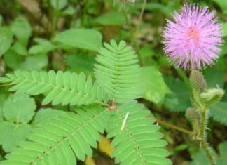 தொட்டாச்சிணுங்கி ஒரு அருமருந்து