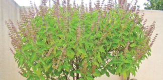 மூலிகைகளின் ராணி துளசி