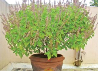 மூலிகைகளின் ராணி துளசி