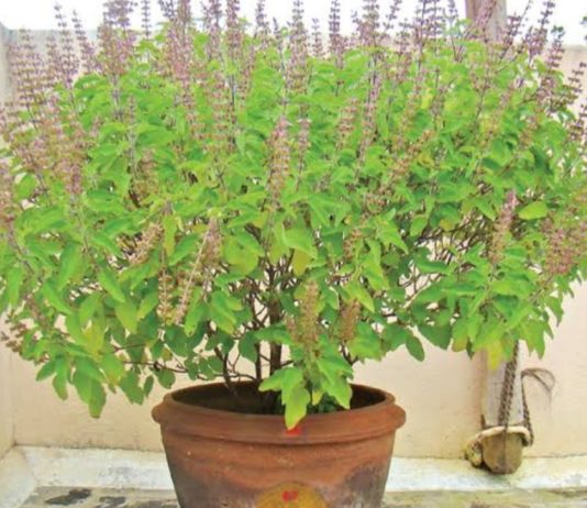 மூலிகைகளின் ராணி துளசி