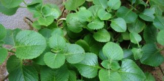 சளி தொல்லைக்கு கற்பூரவள்ளி