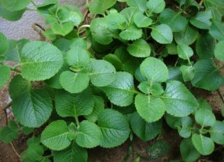 சளி தொல்லைக்கு கற்பூரவள்ளி