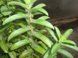 கோபுரம்தாங்கி- குணப்படுத்தும் நோய்கள்