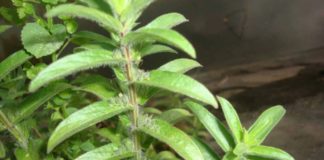 கோபுரம்தாங்கி- குணப்படுத்தும் நோய்கள்