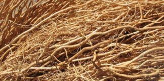 நன்னாரி- நலம் தரும் நாட்டு மருந்து