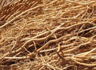 நன்னாரி- நலம் தரும் நாட்டு மருந்து