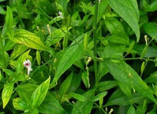 நிலவேம்பு- இத்தனை நோய்களை தீர்க்கும் அருமருந்து