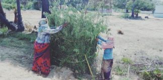 சித்தார் கோட்டை பஞ்சாயத்து – பசுமை புரட்சி சித்தார் கோட்டை