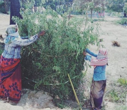 சித்தார் கோட்டை பஞ்சாயத்து – பசுமை புரட்சி சித்தார் கோட்டை