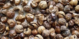 சுண்டைக்காய் – உணவே மருந்து தினமும் அருந்து