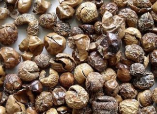 சுண்டைக்காய் – உணவே மருந்து தினமும் அருந்து