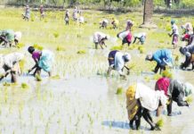 தரங்கம்பாடி தாலுகா பகுதியில் நிலத்தடி நீரை பயன்படுத்தி நெல் சாகுபடி தரங்கம்பாடி