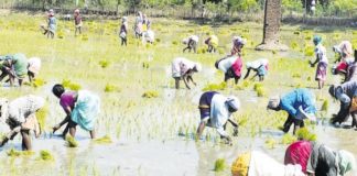 தரங்கம்பாடி தாலுகா பகுதியில் நிலத்தடி நீரை பயன்படுத்தி நெல் சாகுபடி தரங்கம்பாடி