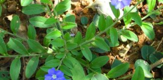 விஷ்ணு கிராந்தை மூலிகை எதற்கு மருந்தாக பயன்படுகிறது…? விஷ்ணு கிராந்தை