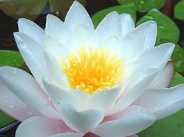 அல்லி மலரின் அற்புத மருத்துவ பயன்கள்…!! அல்லி