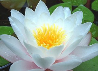 அல்லி மலரின் அற்புத மருத்துவ பயன்கள்…!! அல்லி