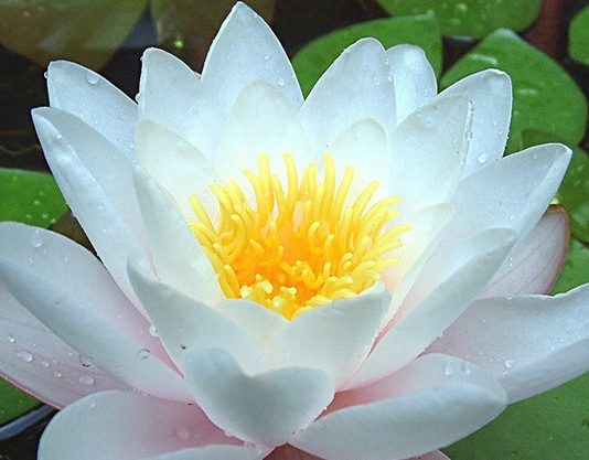 அல்லி மலரின் அற்புத மருத்துவ பயன்கள்…!! அல்லி