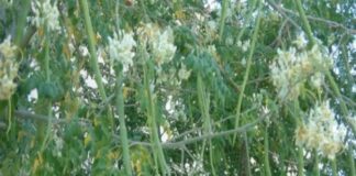 ஊராட்சிக்கு வருமானம் – முருங்கை சாகுபடி