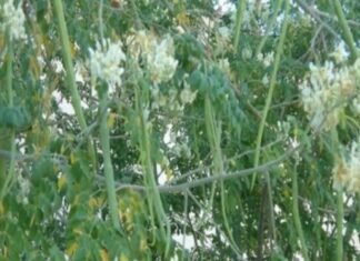 ஊராட்சிக்கு வருமானம் – முருங்கை சாகுபடி